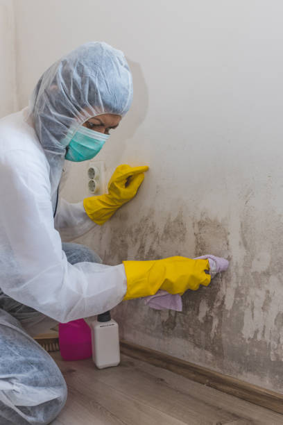 Best Mold Damage Restoration  in Agler Estates, FL