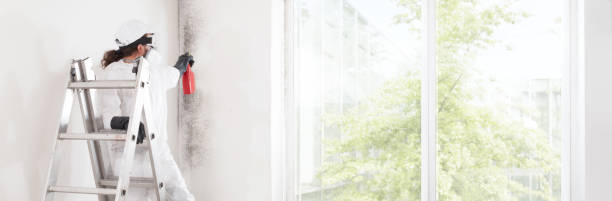 Best Water Damage & Mold Remediation  in Agler Estates, FL